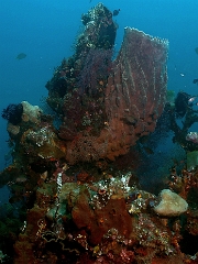 Bali 2016 - Liberty - Corail - IMG_5827_rc